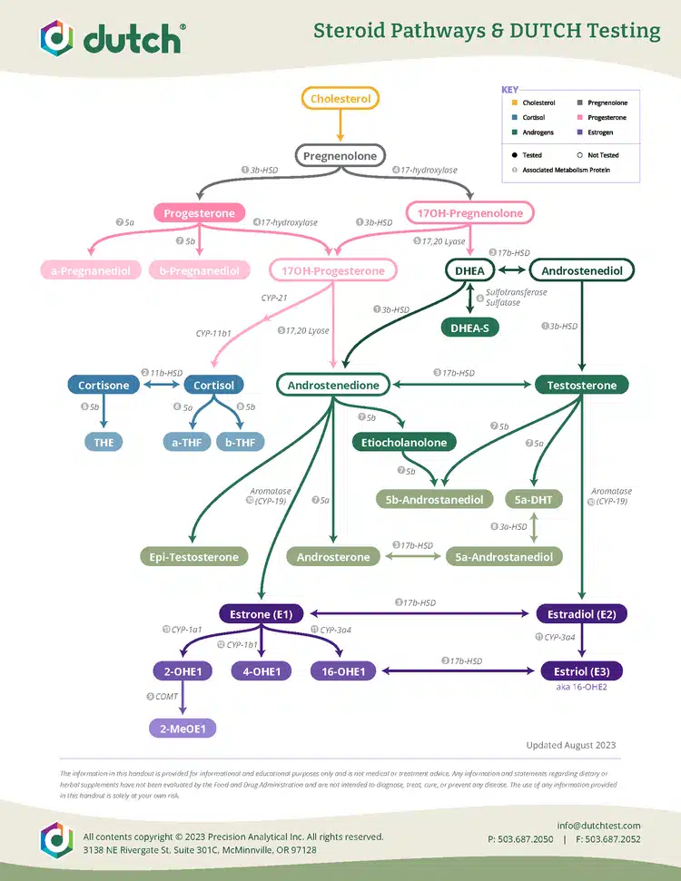 Dutch Test Steroid metabolism Pathway